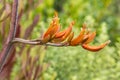 Orange harakeke - New Zealand flax flowers in bloom with blurred background and copy space