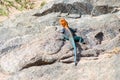 Closeup of Orange headed common Agama Rainbow Lizard Royalty Free Stock Photo