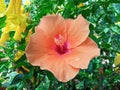 Closeup, Orange hibiscus flower blooming on tree blurred green leaf background for stock photo, spring summer flower Royalty Free Stock Photo