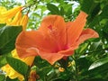 Closeup, Orange hibiscus flower blooming on tree blurred green leaf background for stock photo, spring summer flower Royalty Free Stock Photo