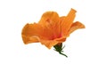 Closeup of orange hibiscus flower blossom blooming isolated on white background, stock photo, spring summer flower, single plants Royalty Free Stock Photo