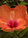 Closeup orange hibiscus with pollen in garden with sweet color