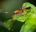 Closeup of Orange Ichneumonid wasp Royalty Free Stock Photo