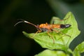Closeup of Orange Ichneumonid wasp Royalty Free Stock Photo
