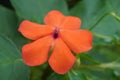 Closeup of an orange Impatiens walleriana flower Royalty Free Stock Photo