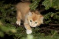 Closeup of an orange kitten climbing a Christmas tree Royalty Free Stock Photo