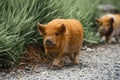 Closeup of orange Kunekune pigs walking in a green meadow.