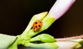 Closeup of orange ladybug on the flower Royalty Free Stock Photo