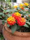 Orange lantana closeup