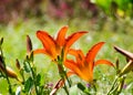 Closeup of the orange lilies in the field
