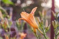 Closeup of orange lily blooms in summer Royalty Free Stock Photo