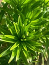 Closeup of orange lily green leaves with selective focus on foreground