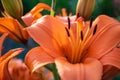 Closeup of an Orange Lily (Lilium bulbiferum) or Fire Lily in full bloom Royalty Free Stock Photo