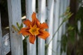orange lys flower in a garden Royalty Free Stock Photo