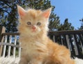 Closeup of the orange Maine Coon kitten Felis Catus on the furry surface on the balcony