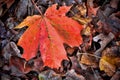 Closeup of an orange maple leaf on fallen, dried leaves.