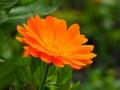 Closeup of an orange marigold Calendula flower Royalty Free Stock Photo