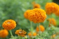 Closeup of orange marigold flowers blossom in the garden on rainy day. Flower bed backgrounds. Floral pattern texture. Royalty Free Stock Photo