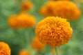 Closeup of orange marigold flowers in the garden. Flower bed backgrounds. Floral pattern texture. Botanical green plant growth. Royalty Free Stock Photo