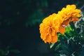 closeup of orange marigold flowers with green leaves in garden Royalty Free Stock Photo