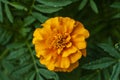 Closeup of orange marigold in home garden with nature vivid color. Flowerbed with tagetes flowers. Bright flowers on a green Royalty Free Stock Photo