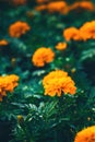 closeup of orange marigolds with green leaves in garden Royalty Free Stock Photo