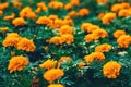 closeup of orange marigolds with green leaves in garden Royalty Free Stock Photo