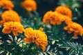 closeup of orange marigolds with green leaves in garden Royalty Free Stock Photo