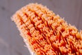 Closeup orange old cleaning brush bristle