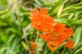Closeup orange orchid flower Royalty Free Stock Photo