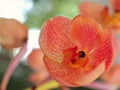 Closeup orange orchid flowers with soft focus and macro image,sweet color Royalty Free Stock Photo