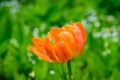 Closeup of orange parrot tulip blooming against a green foliage background Royalty Free Stock Photo