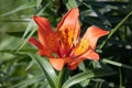 Closeup of an orange pensylvanicum lilium in a garden