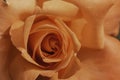 Closeup orange petals of blooming rose. Royalty Free Stock Photo