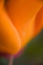 Closeup of an Orange Poppy