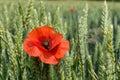 Closeup of a orange poppy flower in a green field of cereal Royalty Free Stock Photo