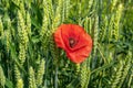 Closeup of a orange poppy flower in a green field of rye Royalty Free Stock Photo