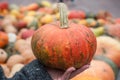 orange pumpkin in hand of woman Royalty Free Stock Photo