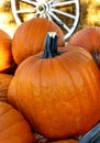 Closeup of Orange Pumpkins at a Rustic Pumpkin Patch Royalty Free Stock Photo