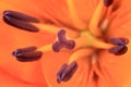 Closeup of orange and purple flower with details and texture.