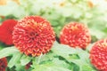 Closeup of Orange Red Chrysanthemum Flowers in the Garden Royalty Free Stock Photo