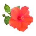 Closeup of orange red colour hibiscus flower blossom blooming isolated on white background, stock photo, spring summer flower, Royalty Free Stock Photo