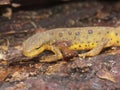 Closeup on an orange red eft juvenile of the Eastern or red-spotted Newt, Notophthalmus viridescens Royalty Free Stock Photo