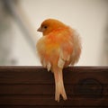 Orange/red-factor domestic canary perched on the railings Royalty Free Stock Photo