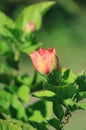 Orange Red Hibiscus Flower Bud in the Sunlight Royalty Free Stock Photo