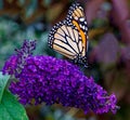 Monarch butterfly on groovy grape butterfly bush flowers