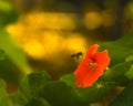 Orange red Nasturtium flower with bee in Kfar Glikson Israel. Royalty Free Stock Photo