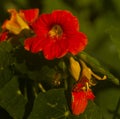 Orange red Nasturtium flower with bee in Kfar Glikson Israel. Royalty Free Stock Photo