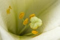 Closeup orange red yellow white Lily flowers in a garden bed, Macro shot, Pistil and stamen and bud and drop scent oil Royalty Free Stock Photo