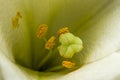 Closeup orange red yellow white Lily flowers in a garden bed, Macro shot, Pistil and stamen and bud and drop scent oil Royalty Free Stock Photo